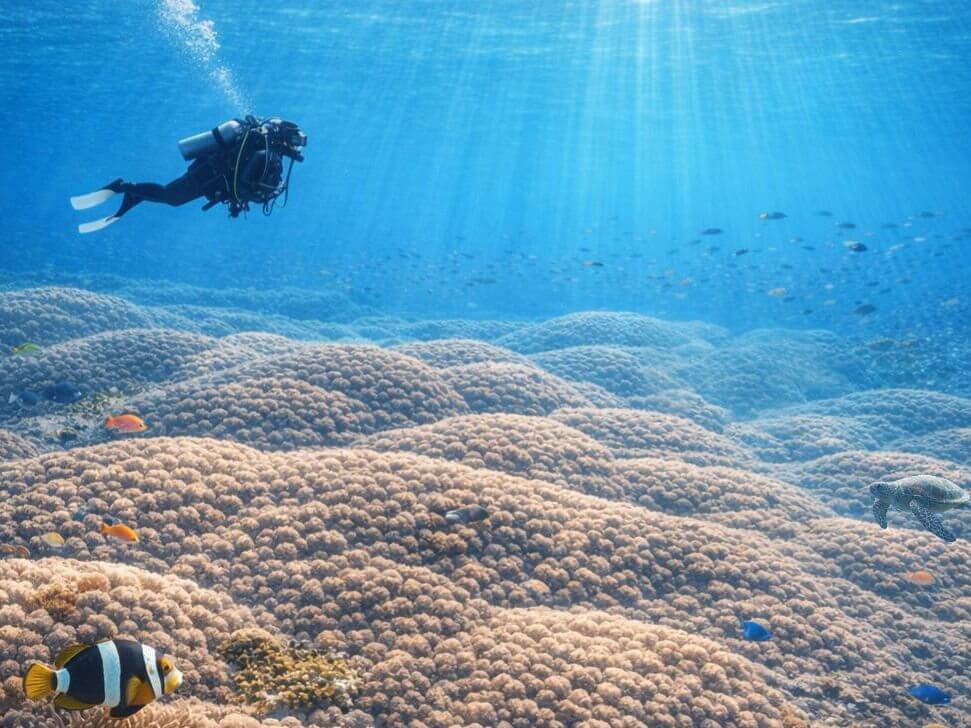 Coral colony could be world’s largest discovered by mother and daughter citizen scientists