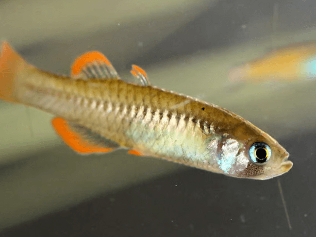 Tiny fish, big stakes: Australia’s fight to save the Red-finned Blue-eye highlighted in a new report calling for tiny fish to be protected