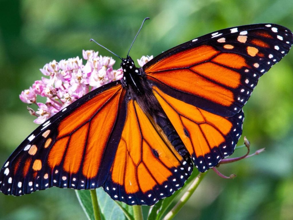 Scientists report 64% increase in migratory monarch butterflies – WWF