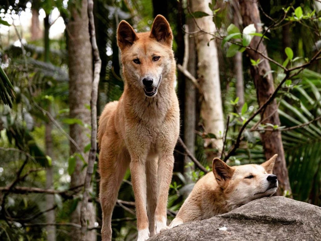 A new collective is fighting for a sensible approach to managing Dingos